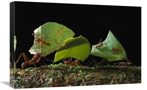 Global Gallery GCS-450774-1624-142 16 x 24 in. Leafcutter Ant Ants Tak