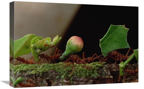 Global Gallery GCS-450771-1624-142 16 x 24 in. Leafcutter Ant Workers 