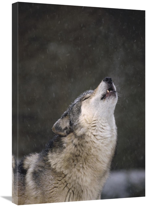 Global Gallery GCS-452805-2030-142 20 x 30 in. Timber Wolf Howling,