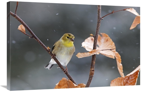 Global Gallery GCS-397595-2436-142 24 x 36 in. American Goldfinch in W