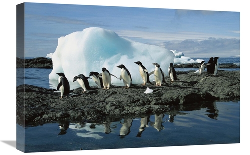 Global Gallery GCS-453395-1624-142 16 x 24 in. Adelie Penguins Coming 