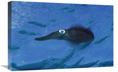 Global Gallery GCS-450750-1624-142 16 x 24 in. Squid Portrait, Bon