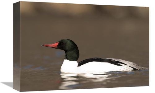 Global Gallery GCS-397409-1218-142 12 x 18 in. Common Merganser Male S