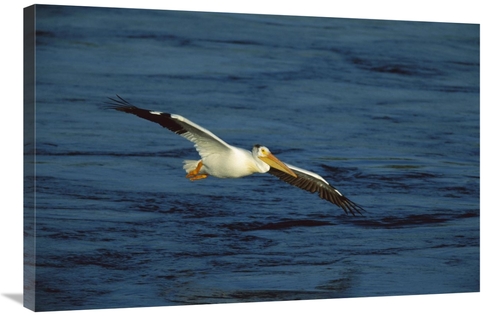 Global Gallery GCS-453323-2436-142 24 x 36 in. American White Pelican 