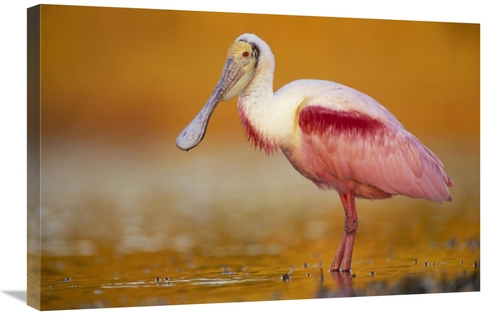 Global Gallery GCS-397103-2030-142 20 x 30 in. Roseate Spoonbill Adult