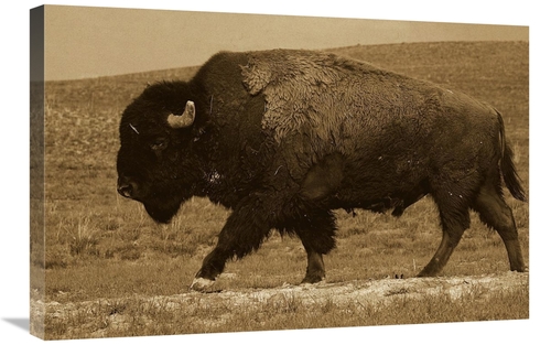 Global Gallery GCS-453716-2030-142 20 x 30 in. American Bison Male&#44