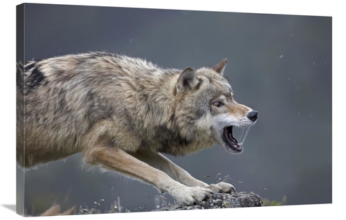 Global Gallery GCS-452262-2436-142 24 x 36 in. Gray Wolf Snarling,