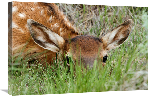 Global Gallery GCS-486550-30-142 30 in. Hiding in the Grass Art Print 