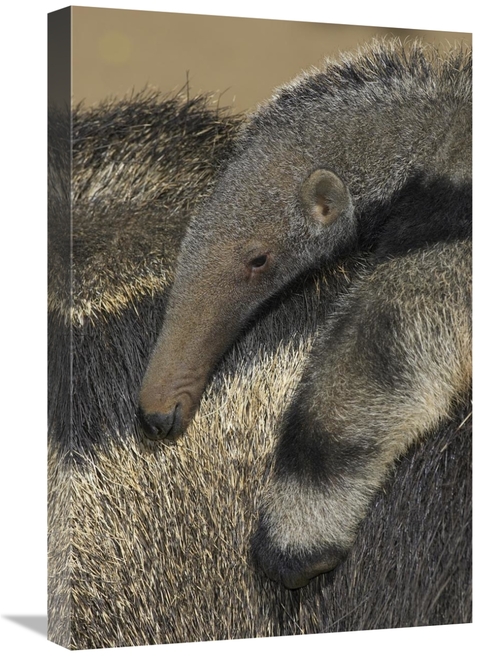 Global Gallery GCS-450874-1624-142 16 x 24 in. Giant Anteater Baby Rid