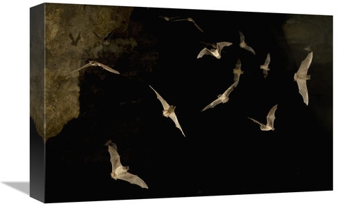 Global Gallery GCS-395695-1218-142 12 x 18 in. Brazilian Free-Tailed B