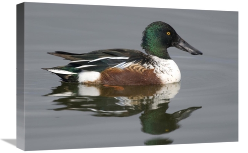 Global Gallery GCS-397417-1624-142 16 x 24 in. Northern Shoveler Male 