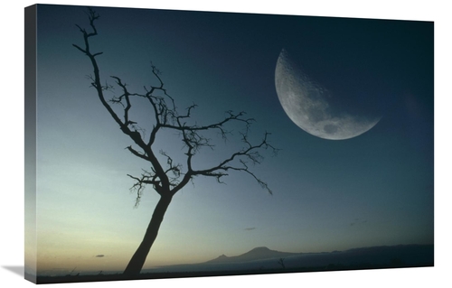 Global Gallery GCS-395771-2030-142 20 x 30 in. Whistling Thorn & Moon&