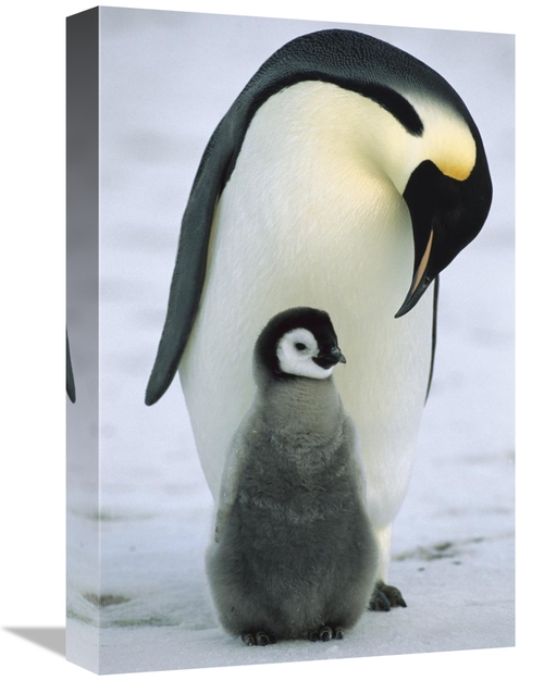 Global Gallery GCS-452317-1218-142 12 x 18 in. Emperor Penguin Parent 