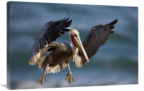 Global Gallery GCS-453343-2436-142 24 x 36 in. Brown Pelican Flying&#4