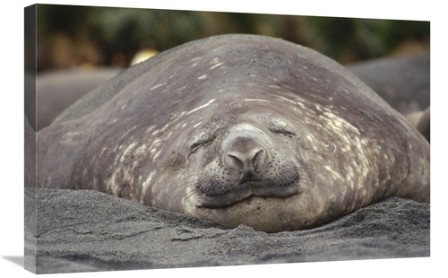 Global Gallery GCS-451307-2030-142 20 x 30 in. Southern Elephant Seal 