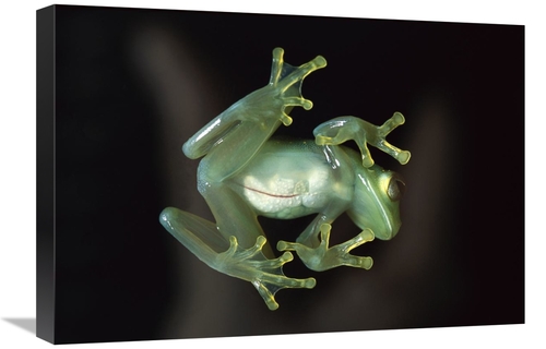 Global Gallery GCS-453371-1624-142 16 x 24 in. Glass Frog, Native 