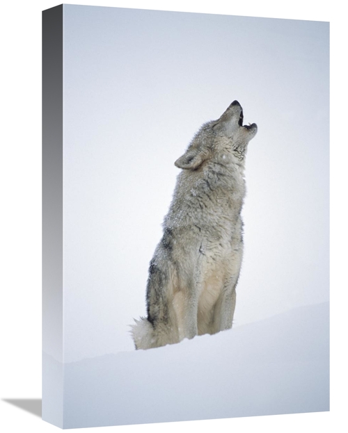 Global Gallery GCS-396375-1218-142 12 x 18 in. Timber Wolf Portrait&#4