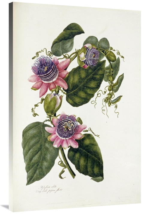 Global Gallery GCS-268231-44-142 44 in. Passion Flowers Art Print - Ma