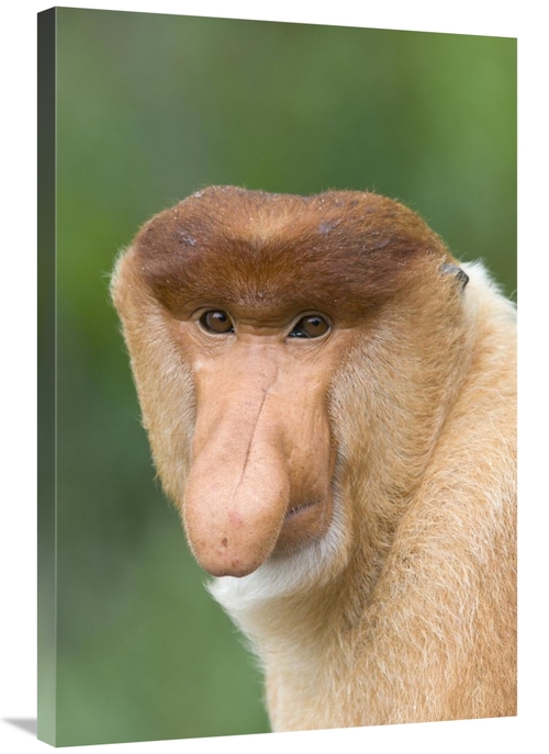 24 x 36 in. Proboscis Monkey Male, Sabah, Malaysia Art Print -