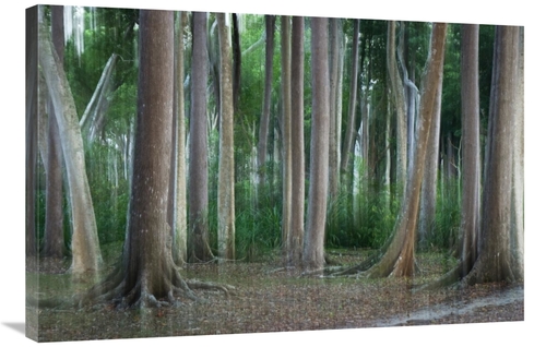 Global Gallery GCS-453646-2436-142 24 x 36 in. Rainforest Impression&#
