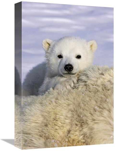 Global Gallery GCS-395800-1218-142 12 x 18 in. Polar Bear Cub Peeking 