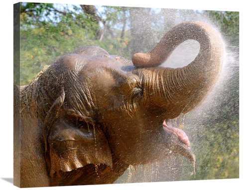 Global Gallery GCS-486534-30-142 30 in. Elephant Bath Art Print - Vic 