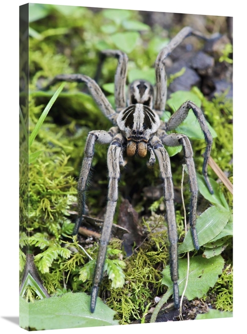 Global Gallery GCS-395549-2030-142 20 x 30 in. Wolf Spider Male, M