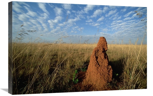 Global Gallery GCS-451572-2030-142 20 x 30 in. Termite Mound in Open C