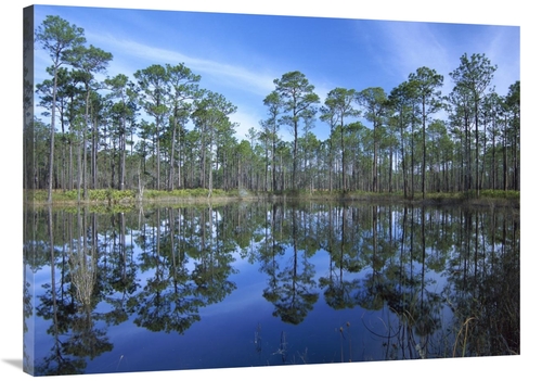 Global Gallery GCS-452063-3040-142 30 x 40 in. Pine Forest Mirrored in