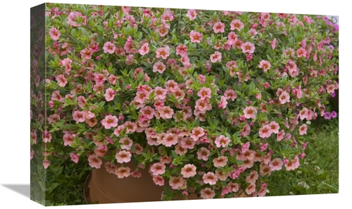Global Gallery GCS-398393-1218-142 12 x 18 in. Calibrachoa Noa Peach E