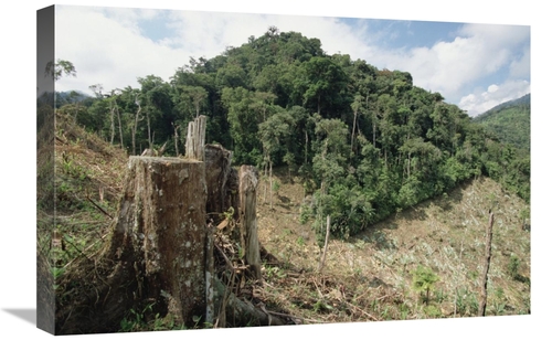 Global Gallery  16 x 24 in. Deforested Hillside of Wet Montane Rainfor