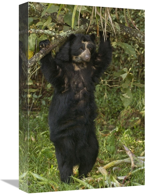 Global Gallery GCS-453140-1218-142 12 x 18 in. Spectacled Bear, Cl