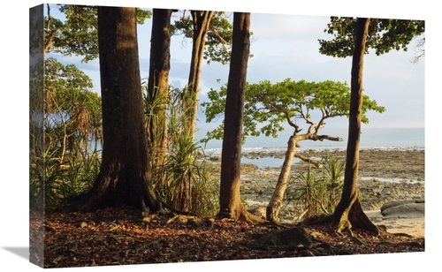 Global Gallery GCS-453634-1624-142 16 x 24 in. Coastal Rainforest,