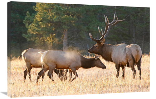 Global Gallery GCS-486542-36-142 36 in. Elk Family Group Art Print - V