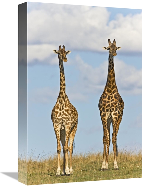 Global Gallery GCS-395346-1218-142 12 x 18 in. Masai Giraffe Male & Fe