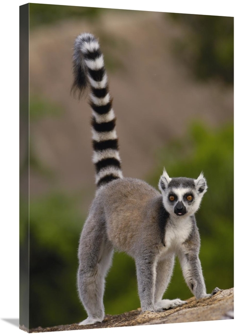 Global Gallery GCS-397952-2030-142 20 x 30 in. Ring-Tailed Lemur Portr