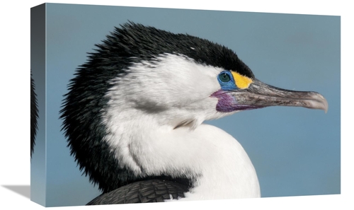 Global Gallery GCS-397458-1218-142 12 x 18 in. Pied Cormorant in Breed