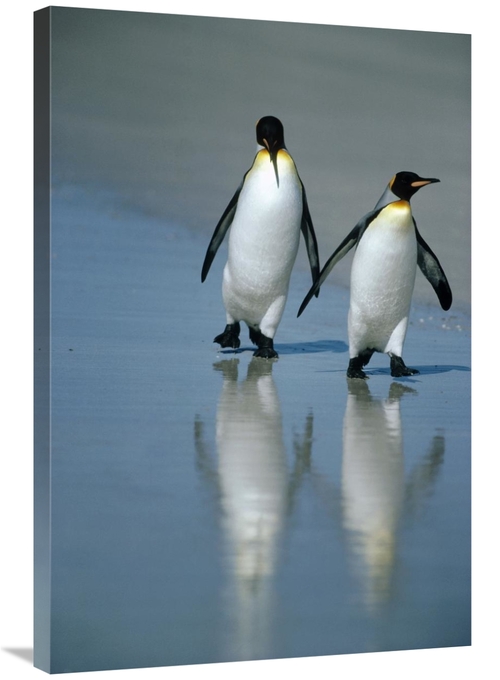 Global Gallery GCS-451111-2436-142 24 x 36 in. King Penguin Pair on La