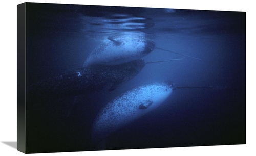 Global Gallery GCS-450592-1624-142 16 x 24 in. Narwhal Males Underwate