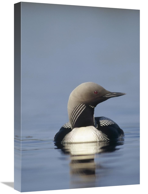 Global Gallery GCS-451883-1624-142 16 x 24 in. Pacific Loon Adult on L