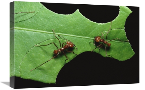 Global Gallery GCS-452348-1624-142 16 x 24 in. Leafcutter Ant Pair Cut