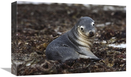 Global Gallery GCS-452993-1218-142 12 x 18 in. Australian Sea Lion Pup