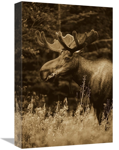 Global Gallery GCS-453677-1218-142 12 x 18 in. Alaska Moose Feeding on