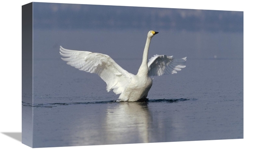 Global Gallery GCS-452288-1218-142 12 x 18 in. Whooper Swan Flapping W