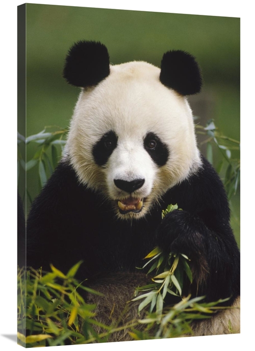 Global Gallery GCS-452737-2436-142 24 x 36 in. Giant Panda Feeding on 