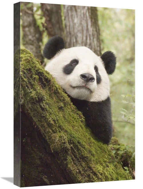 Global Gallery GCS-395892-1624-142 16 x 24 in. Xiang Xiang, First 