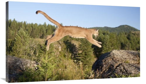 Global Gallery GCS-395408-44-142 44 in. Mountain Lion Jumping, Mon