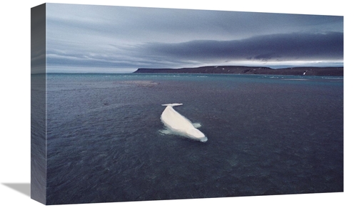 Global Gallery GCS-450729-1218-142 12 x 18 in. Stranded Beluga Whale A