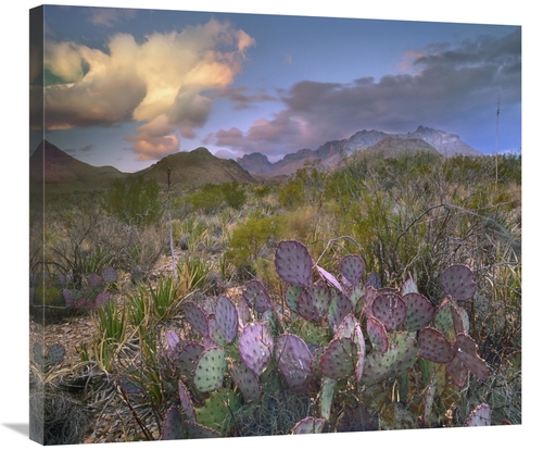 Global Gallery GCS-396638-30-142 30 in. Opuntia Cactus, Chisos Mou