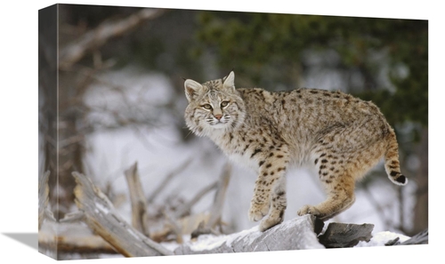 Global Gallery GCS-452304-1218-142 12 x 18 in. Bobcat in Winter, C